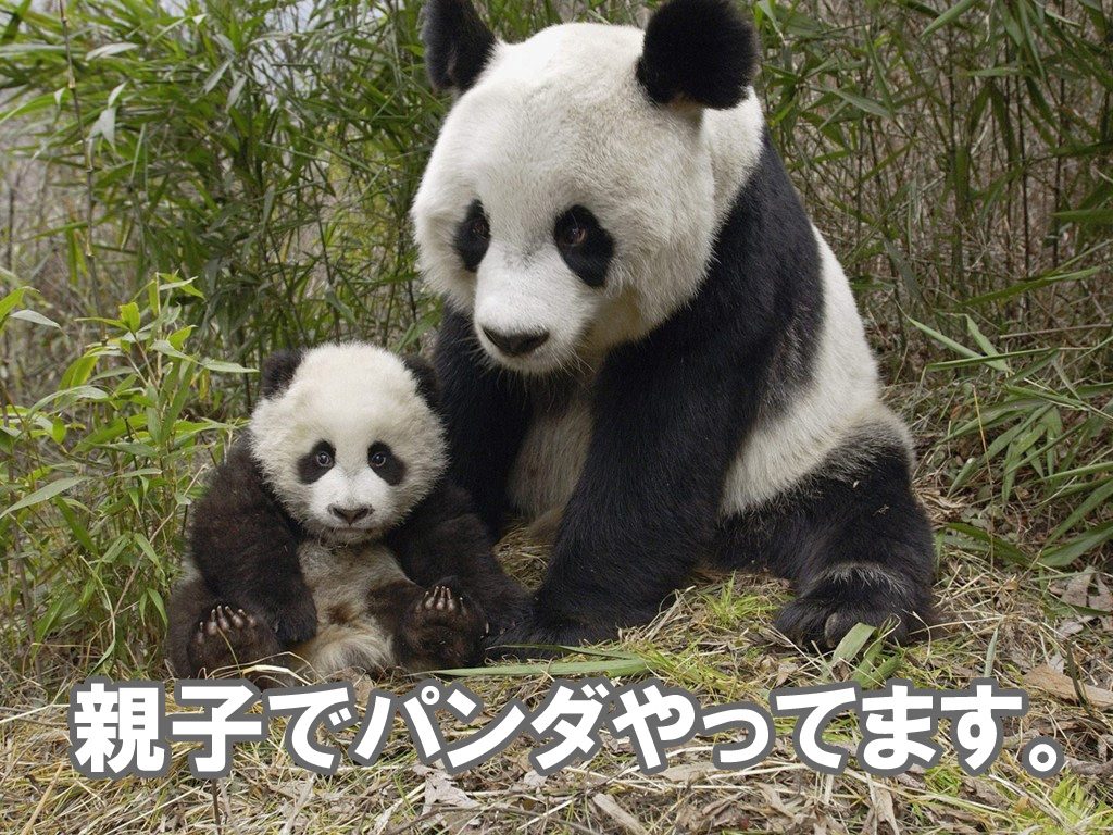 双子の赤ちゃんパンダ 生存率100 を達成 上野動物園の年間パスポートでパンダを見に行こう ドングリまなこドットコム